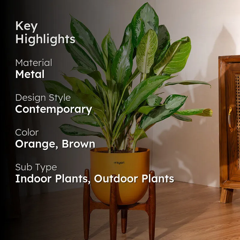 Kyari Agalonema Ice Plant With Metal Self Watering Pot (Orange) - 2.4 Feet - 2