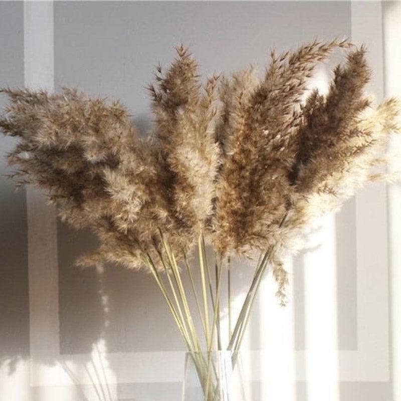 Dried Flowers & Leaves