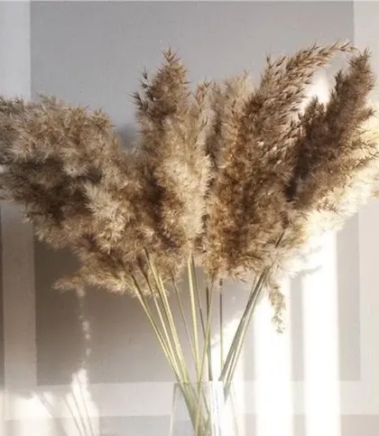 Dried Flowers & Leaves