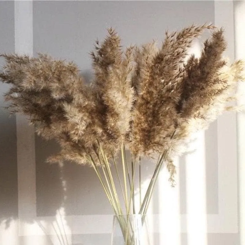 Naturally Dried Pampas Stems (Brown) - Set Of Ten media 1