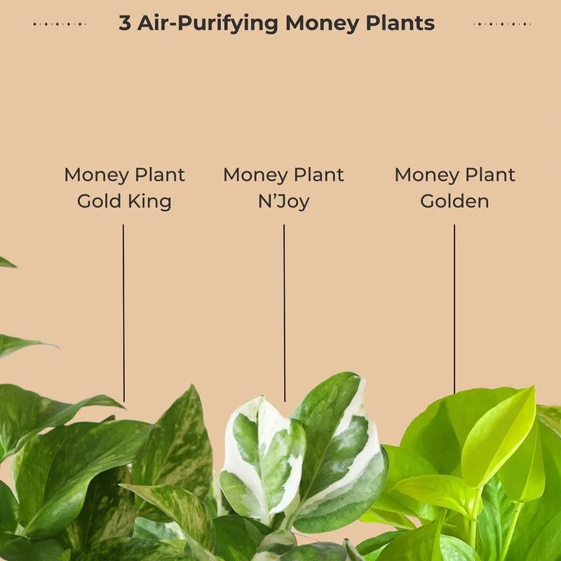 Greenkin Money Plants Live Plants - Set Of Three media 4