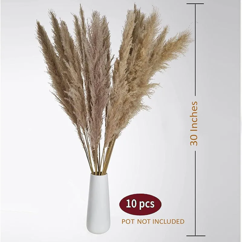 Wander Wisp Dried Pampas Stem (Brown) - Set Of Ten media 5