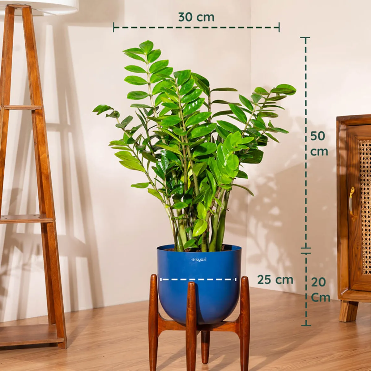 Green ZZ plant in a blue pot on a wooden stand