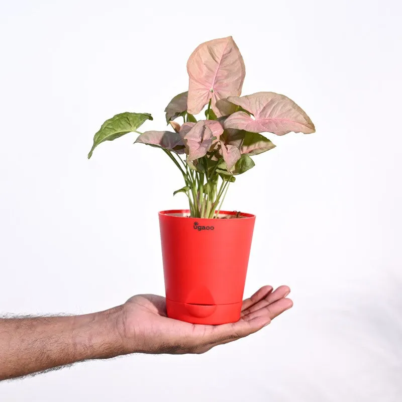 Ugaoo Syngonium Pink Plant media 9