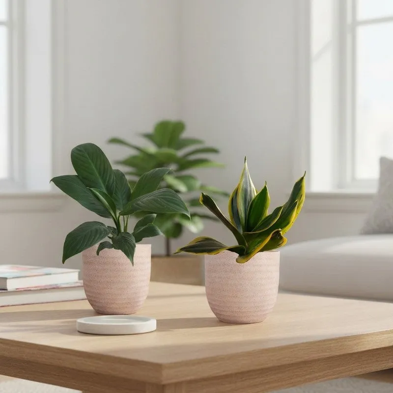 Greenkin Lily & Golden Snake Live Plants (Ivory) - Set Of Two media 1