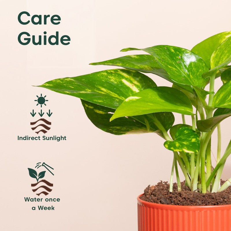 Kyari Variegated Money Plant with Self Watering Pot media 5