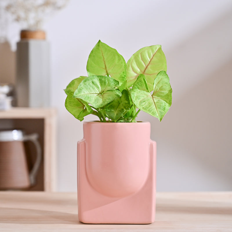 Ugaoo Minimalica Ceramic Planter - Soft Pink media 2