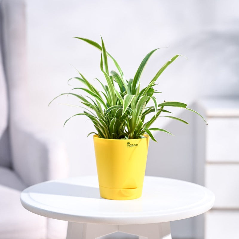Live Plants