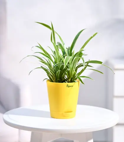 Live Plants