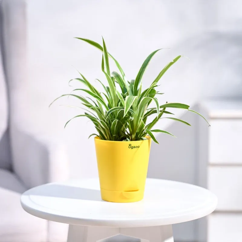 Ugaoo Spider Plant media 1