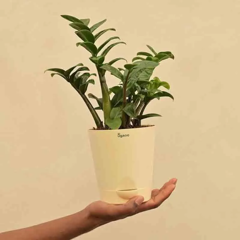 Ugaoo Dwarf ZZ Plant media 7