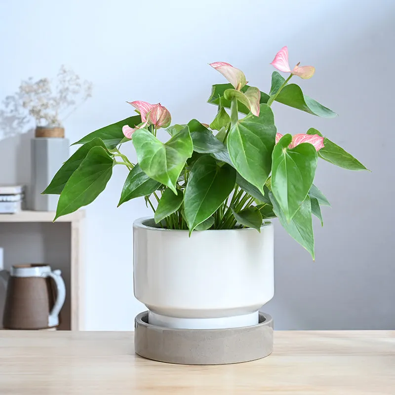Ugaoo Pot-fection Ceramic Planter - White media 3