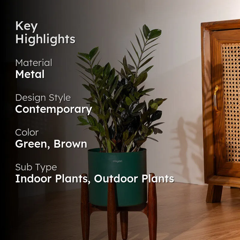 Kyari Black ZZ Plant With Metal Self Watering Pot (Green) - 2 Feet media 2