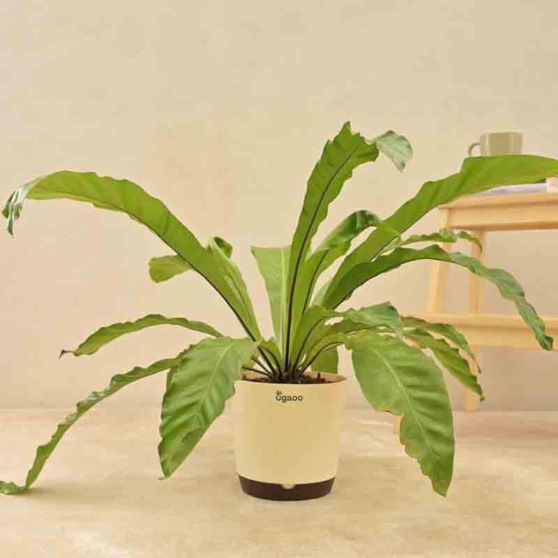 Ugaoo Bird's Nest Fern Plant media 4