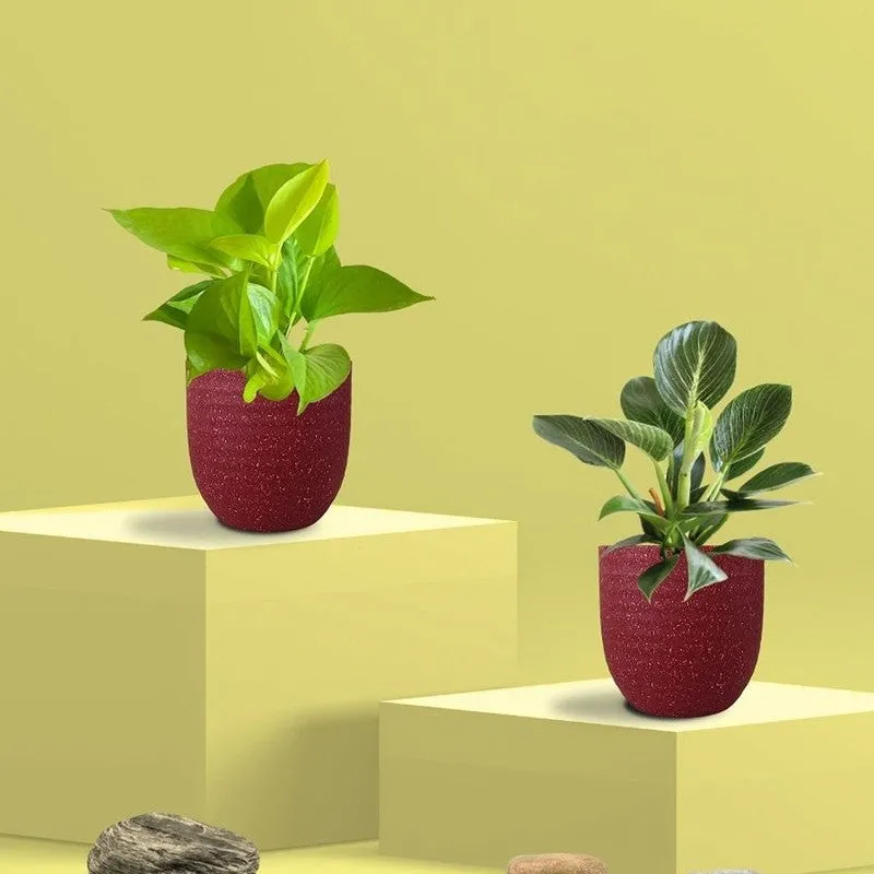 Greenkin Birkin & Golden Pothos Live Plants (Red) - Set Of Two media 3