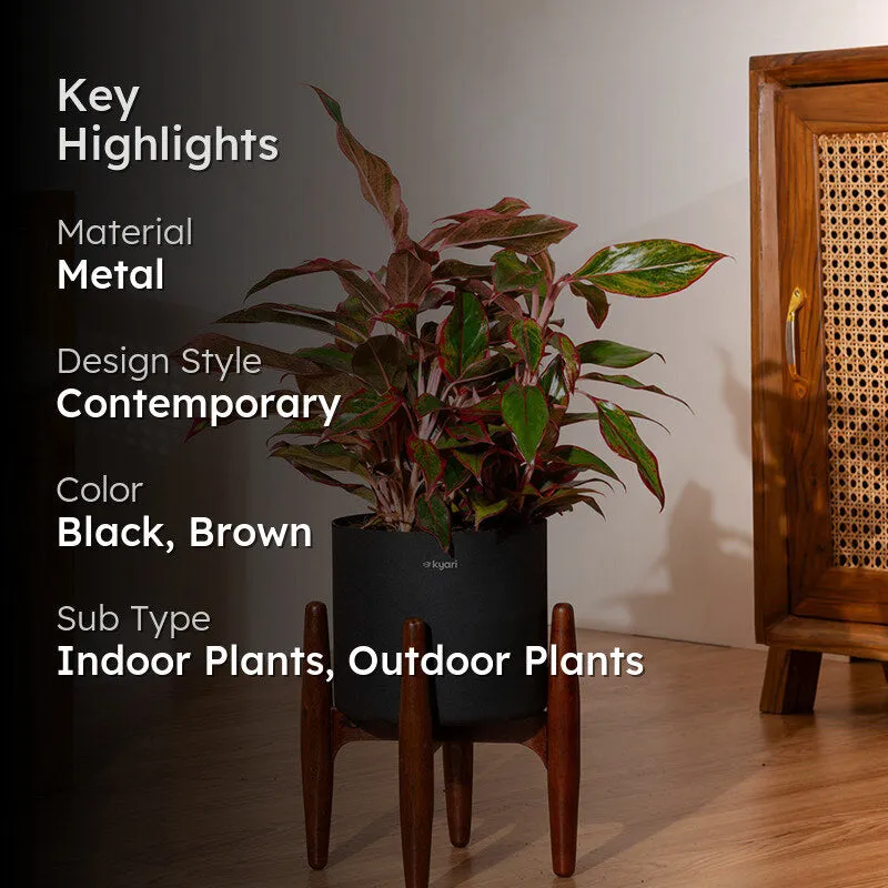 Kyari Aglonema Lipstick Plant With Metal Self Watering Pot (Black) media 2