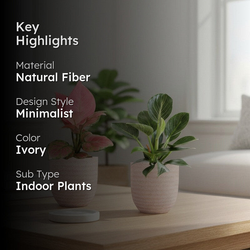 Greenkin Aglaonema & Birkin Live Plants (Ivory) - Set Of Two media 2