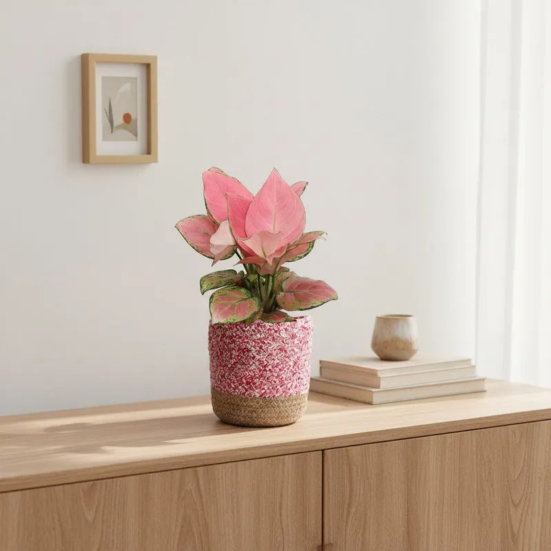 Greenkin Aglaonema Pink Live Plant with Jute Planter - Pink media 1