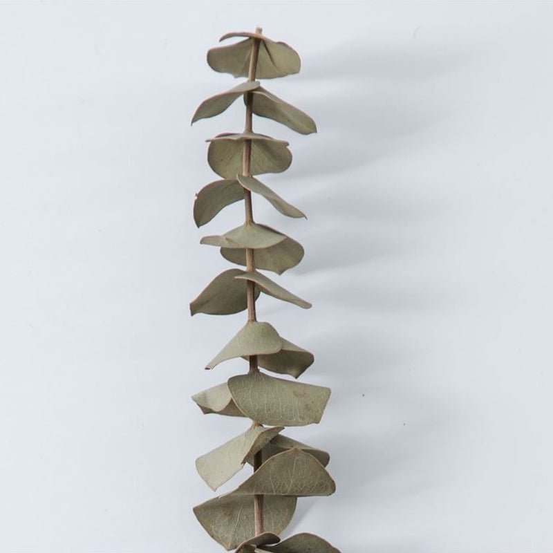 Dried Eucalyptus Stem - Set Of Five media 4
