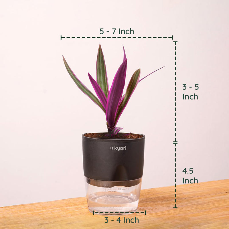 Kyari Rhoeo Tricolor Plant With Self Watering Pot - Black media 7