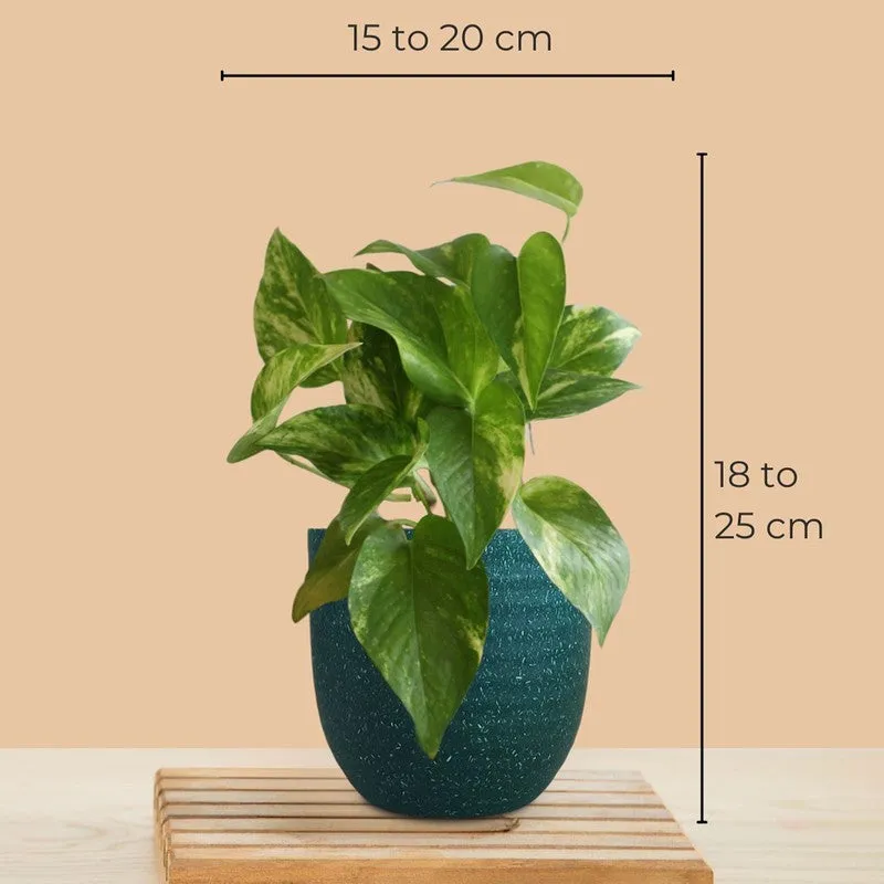 Greenkin ZZ & Gold King Live Plants (Green) - Set Of Two media 11