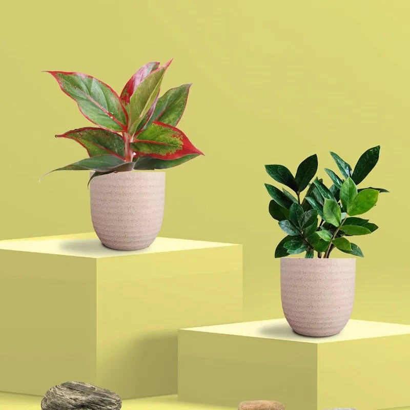 Greenkin ZZ & Aglaonema Lipstick Live Plants (Ivory) - Set Of Two media 3