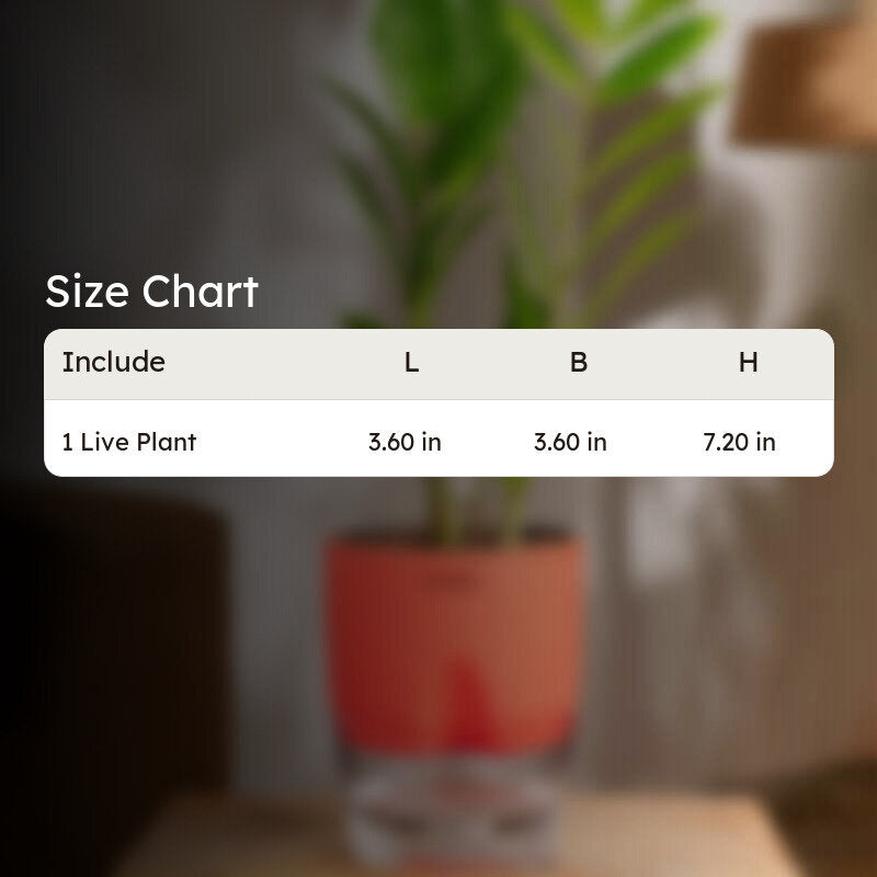 Kyari Zamioculcas Zamiifolia (ZZ) With Self Watering Pot - Red media 7