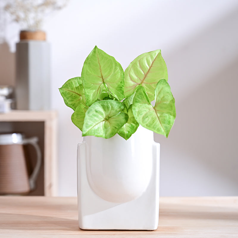 Ugaoo Minimalica Ceramic Planter - White media 2