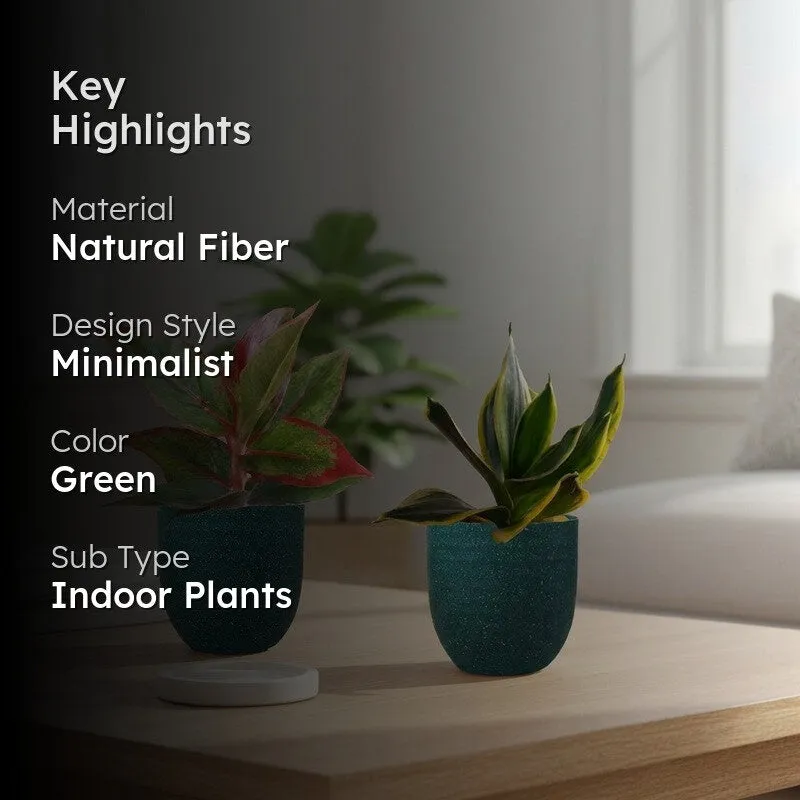 Greenkin Aglaonema Lipstick & Golden Snake Live Plants (Green) - Set Of Two media 2