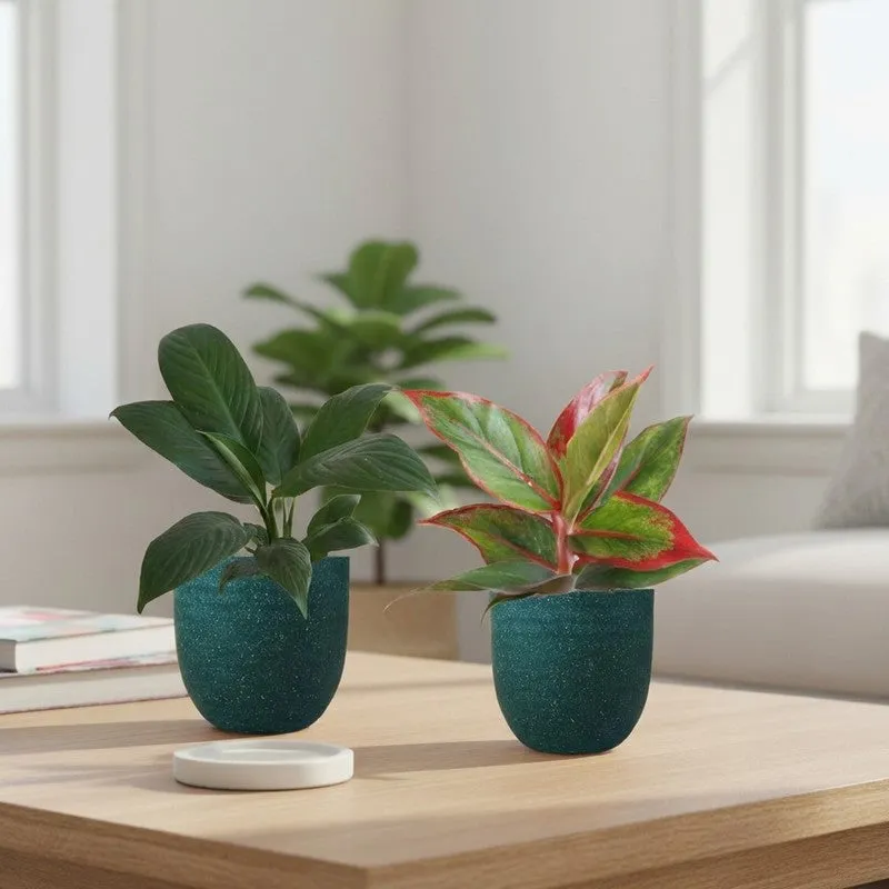 Greenkin Aglaonema Lipstick & Lily Live Plants (Green) - Set Of Two media 1