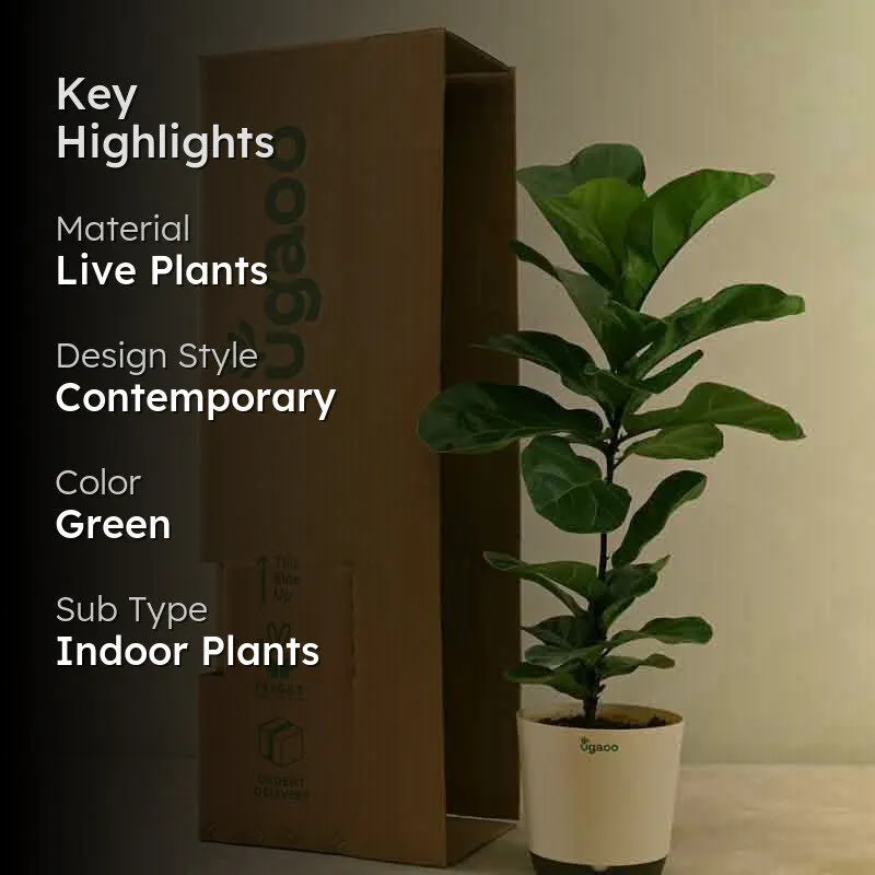 Ugaoo Fiddle Leaf Fig Plant - Bambino (Large) media 2