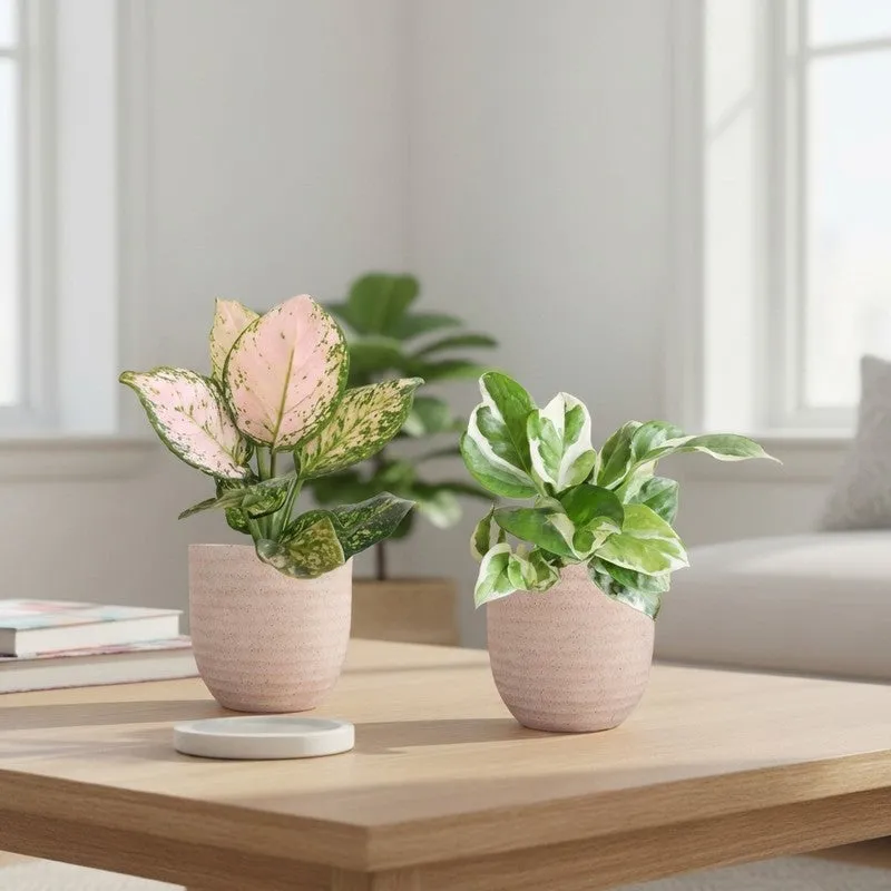 Greenkin Aglaonema Wishes & Njoy Live Plants (Ivory) - Set Of Two media 1
