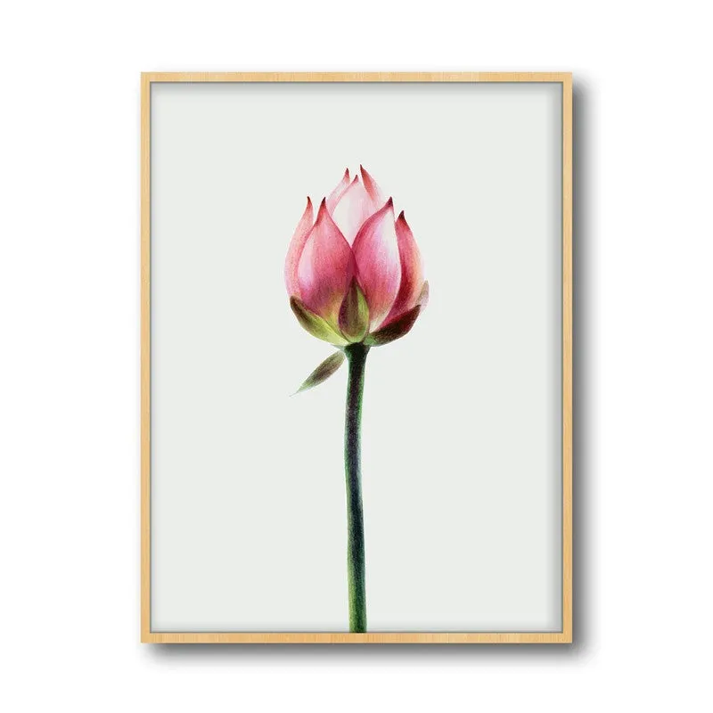 Painted Lotus Bud Archival Paper Wall Art - Natural Brown Frame media 6