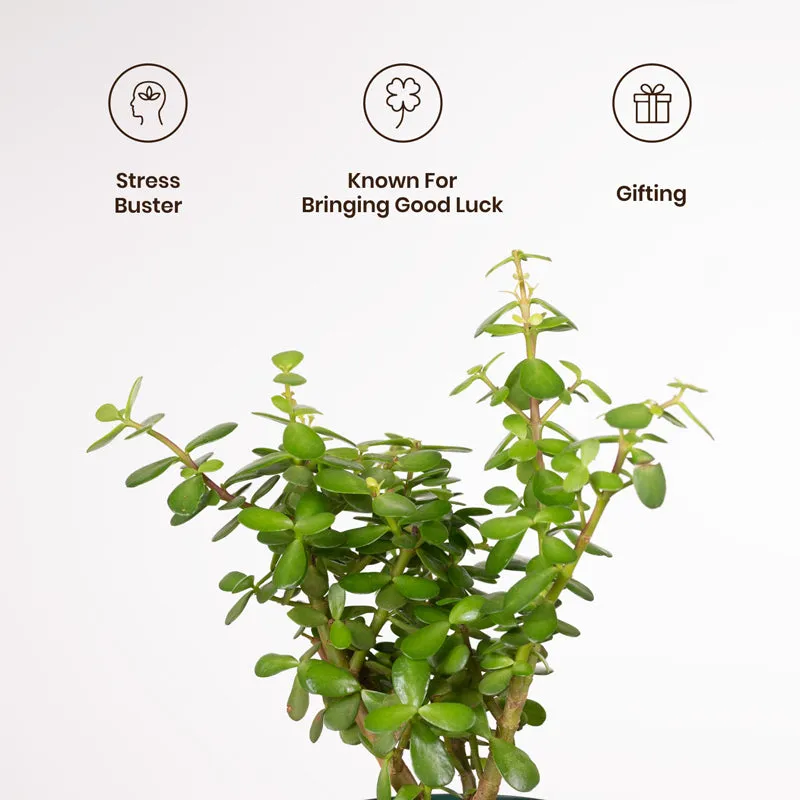 Kyari Lucky Jade Plant With Metal Self Watering Pot - Yellow media 3