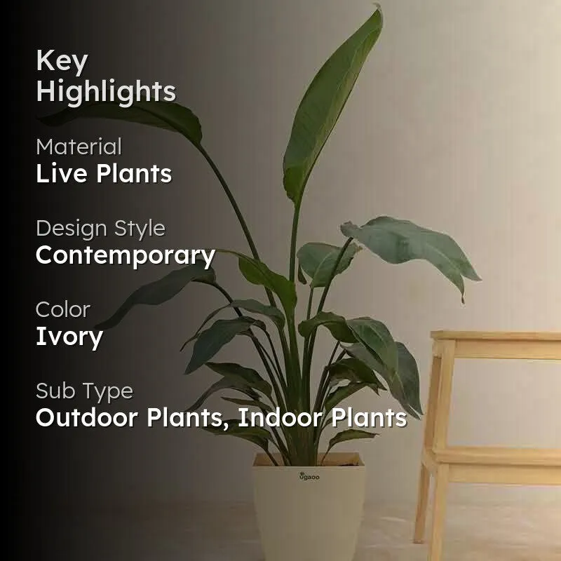 Ugaoo Bird of Paradise Plant - Medium media 2