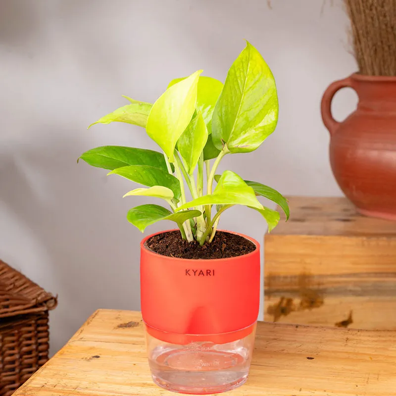 Kyari Golden Money Plant With Self Watering Pot - Red media 3