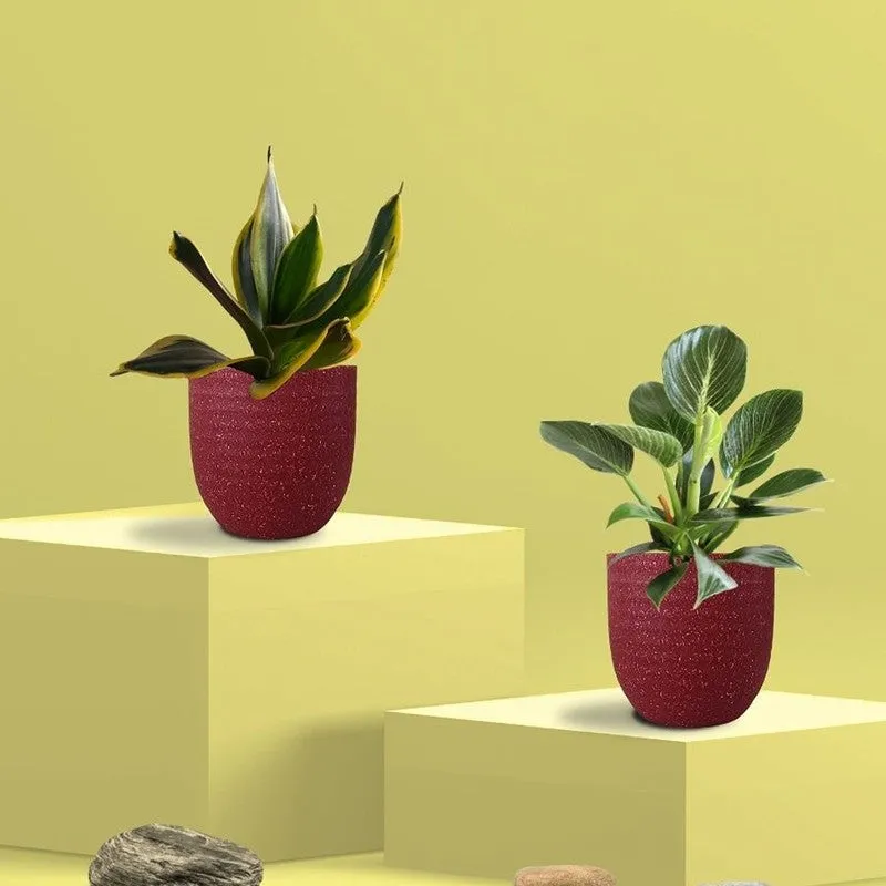 Greenkin Birkin & Golden Snake Live Plants (Red) - Set Of Two media 3
