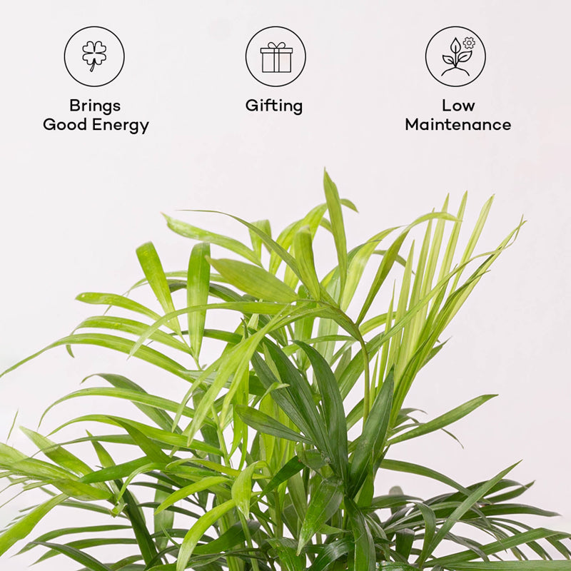 Kyari Chamaedorea elegans With Self Watering Pot - Black media 4