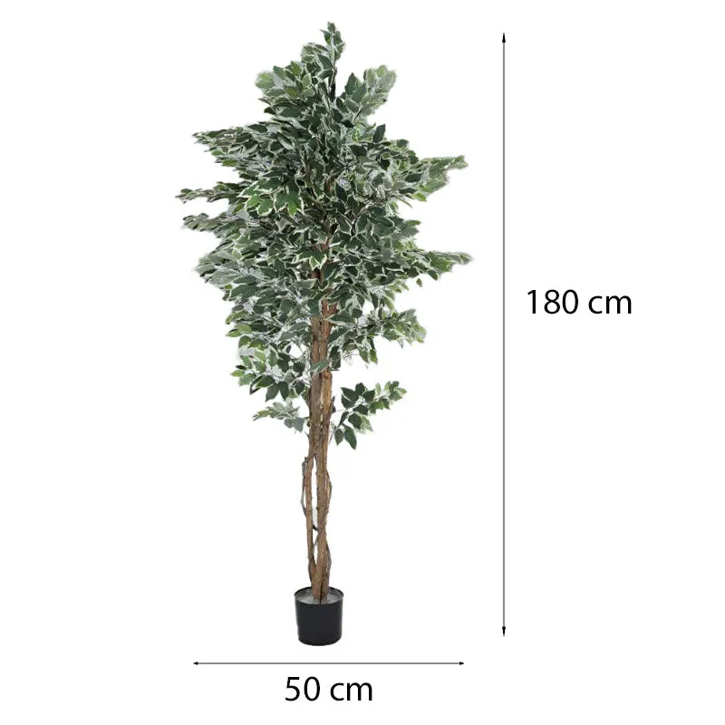 Faux Ficus Variegated Plant With Black Plastic Pot - 5.91 ft media 6
