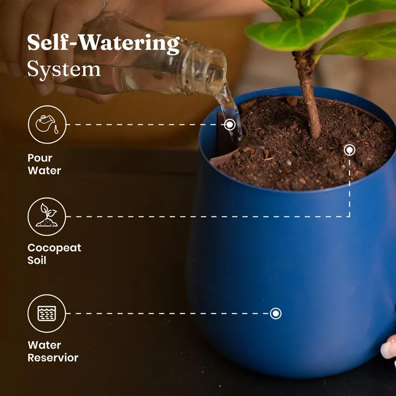 Kyari Aglaonema Snow White Plant With Metal Self Watering Pot - Blue media 6