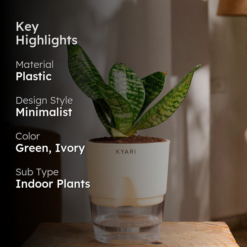 Kyari Sansevieria Snake Plant With Self Watering Pot (Ivory) - 18 cm media 2
