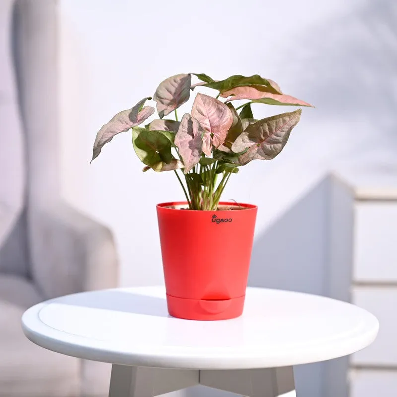 Ugaoo Syngonium Pink Plant media 4
