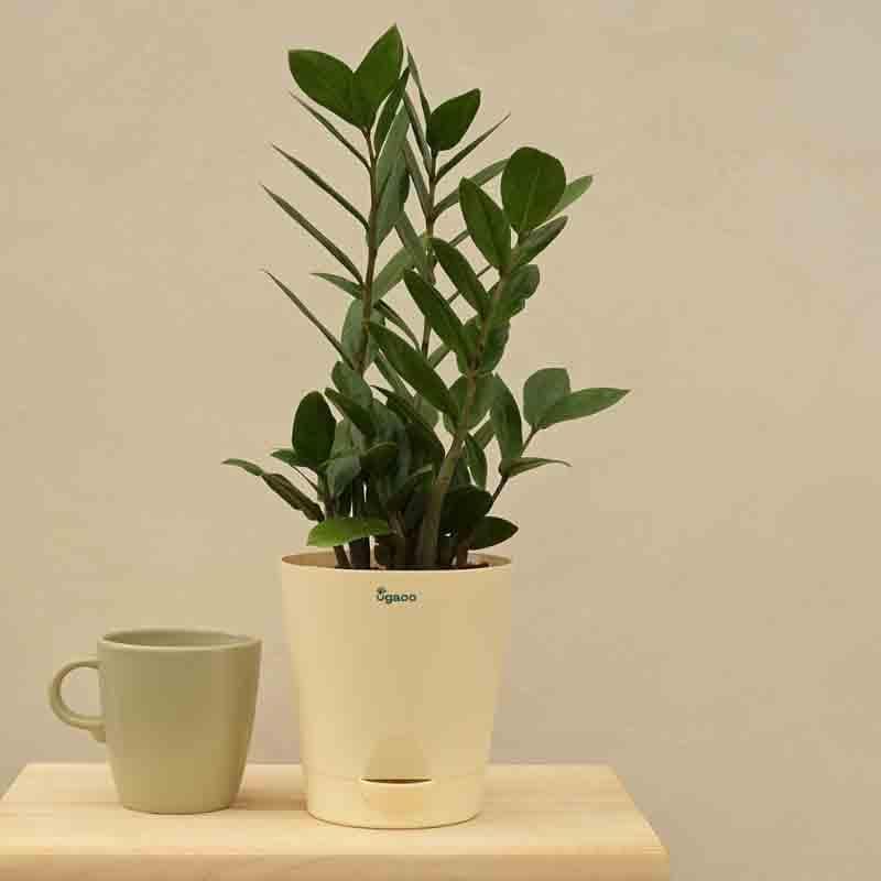 Ugaoo ZZ Plant - Medium media 6