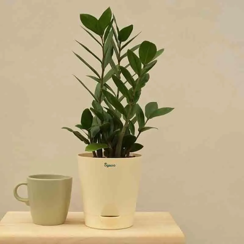 Ugaoo ZZ Plant - Medium media 6