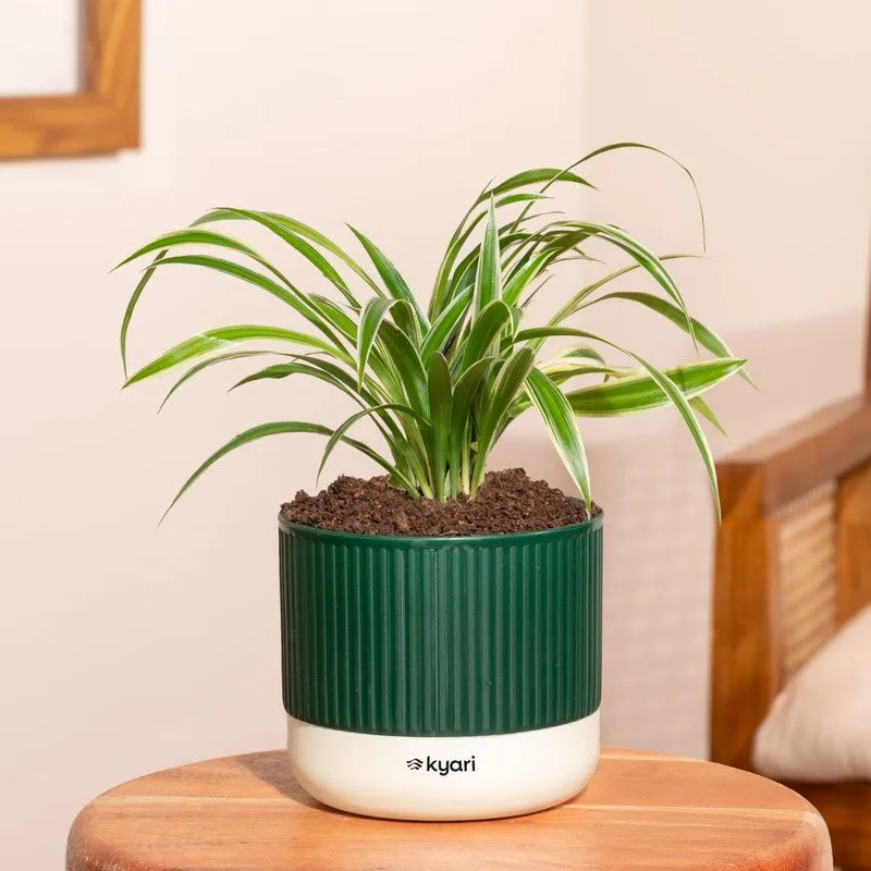 Kyari Spider Plant with Self Watering Pot - Green media 1