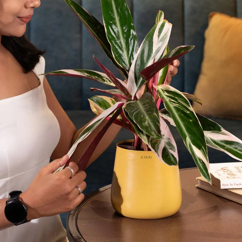 Kyari Calathea Triostar With Metal Self Watering Pot - Yellow media 4