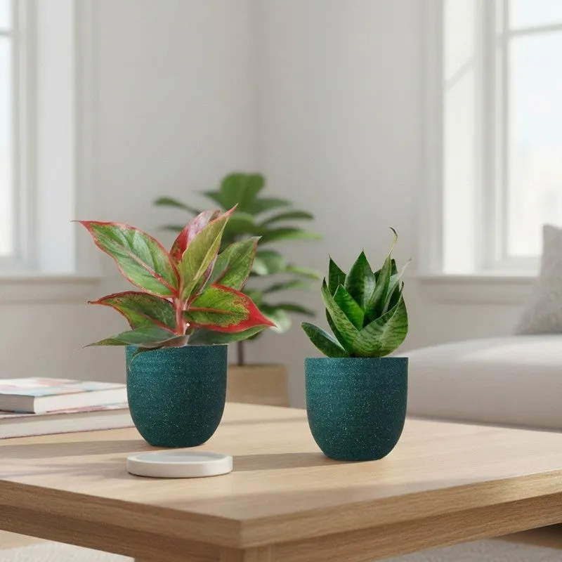 Greenkin Aglaonema Lipstick & Snake Live Plants (Green) - Set Of Two media 1
