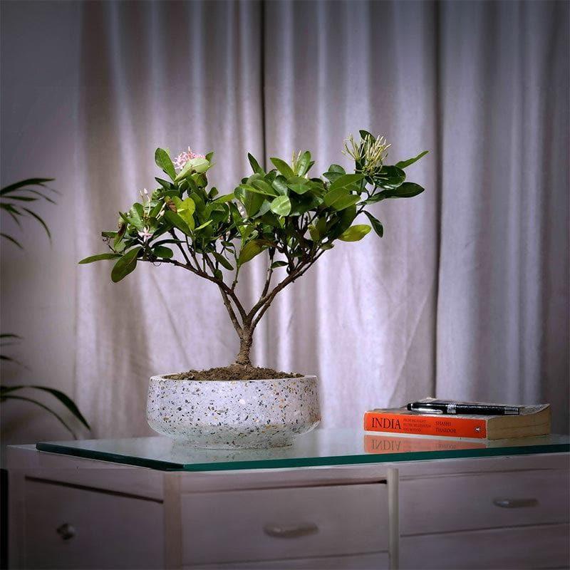 Grey Bowl Terrazzo Hand Crafted Marble Planter media 3
