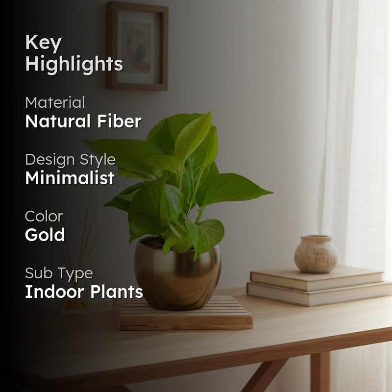 Greenkin Money Plant Golden Live Plant media 2