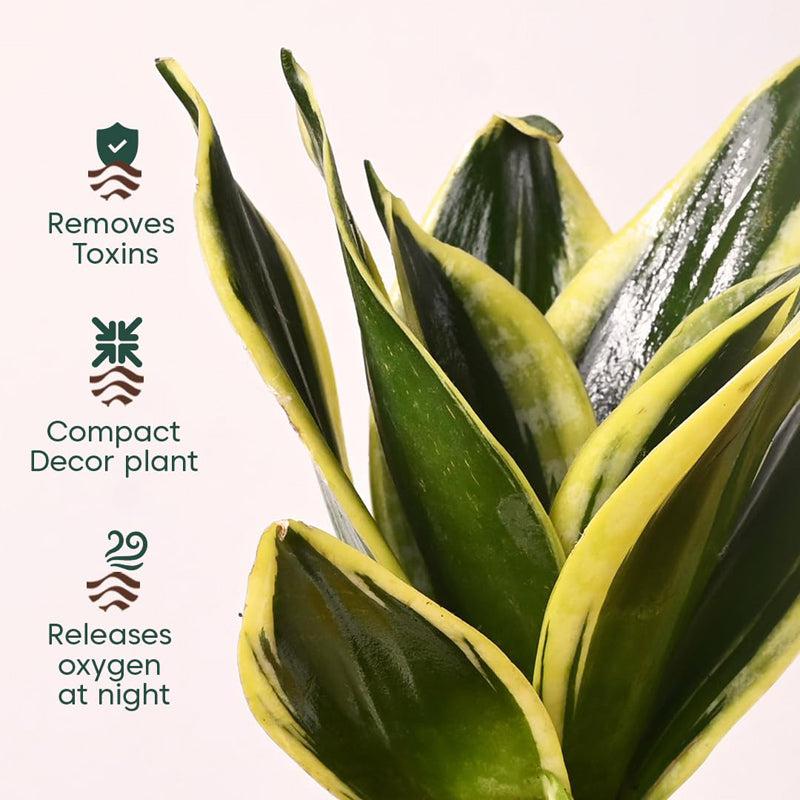 Kyari Golden Hahnii Snake Plant With Self Watering Pot - Black media 3